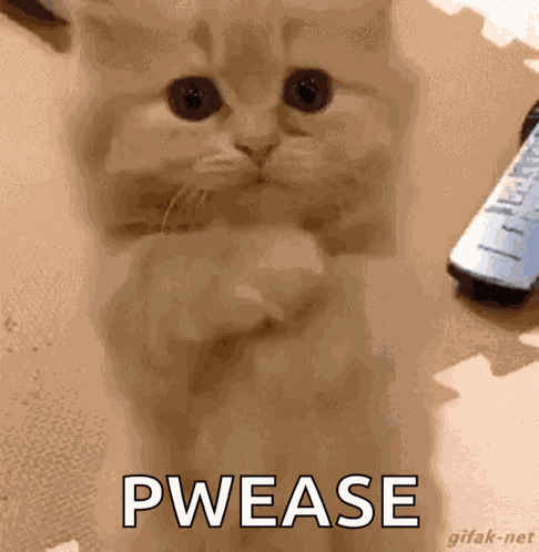 Cat Cute GIF