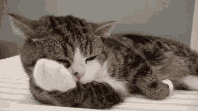 Cat Cute GIF