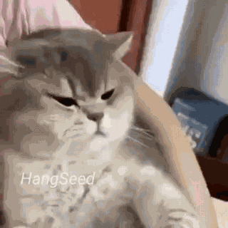 Cat Cute GIF