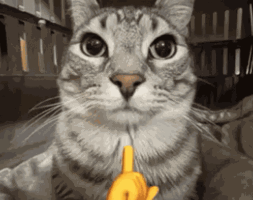 Cat GIF