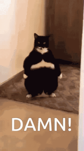Cat Damn GIF