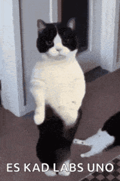 Cat Dance Arabic GIF