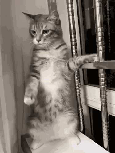 Cat Dance Clubbing GIF