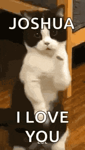 Cat Dance Dancing Cat GIF