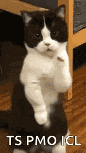 Cat Dance Dancing Cat GIF