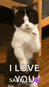 Cat Dance Dancing Cat GIF