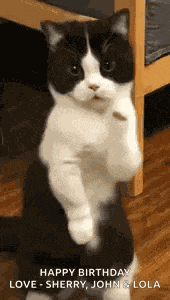 Cat Dance Dancing Cat GIF