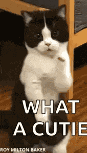 Cat Dance Dancing Cat GIF