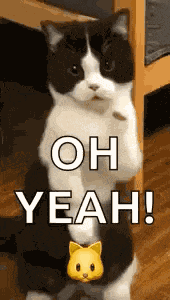 Cat Dance Dancing Cat GIF