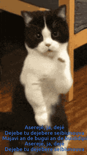 Cat Dance Dancing Cat GIF