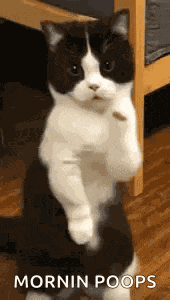 Cat Dance Dancing Cat GIF