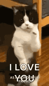 Cat Dance Dancing Cat GIF