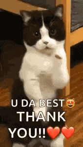 Cat Dance Dancing Cat GIF