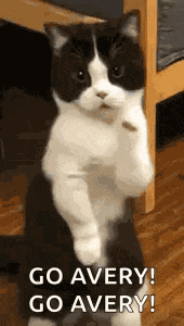 Cat Dance Dancing Cat GIF