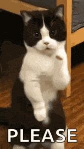 Cat Dance Dancing Cat GIF
