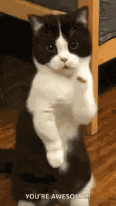 Cat Dance Dancing Cat GIF