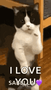 Cat Dance Dancing Cat GIF