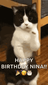Cat Dance Dancing Cat GIF