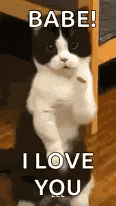 Cat Dance Dancing Cat GIF