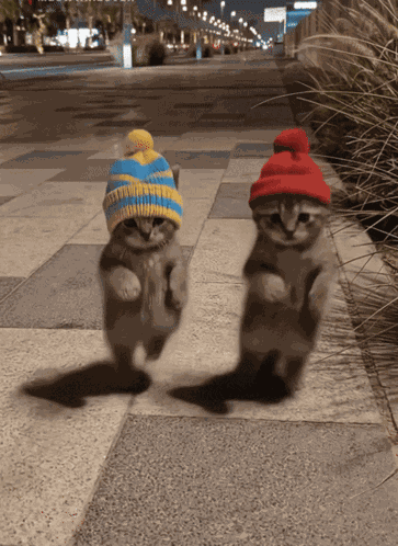 Cat Dance GIF