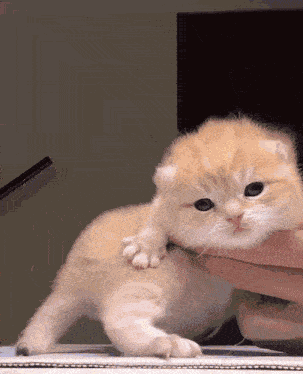 Cat Dance Kitten Dance GIF