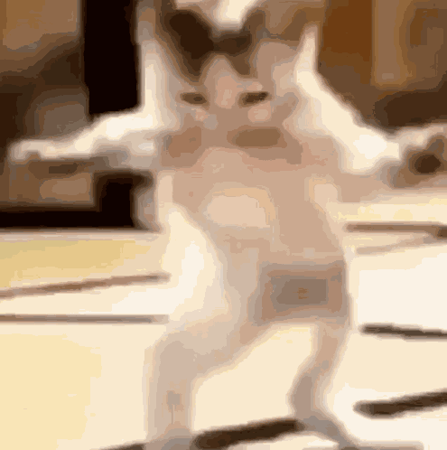 Cat Dance GIF