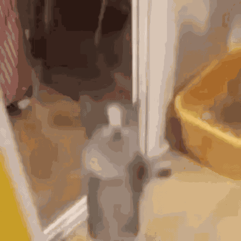 Cat Dance On Door Glass Door Window Jump GIF