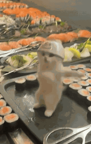 Cat Dance Sushi GIF