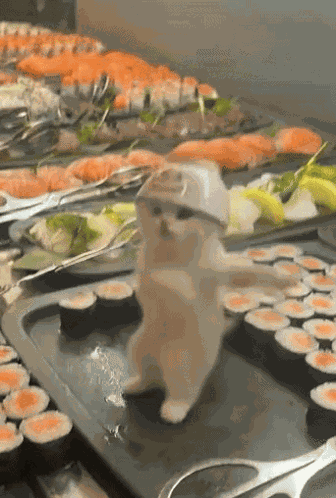 Cat Dance GIF
