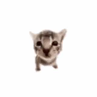 Cat Dance GIF