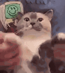 Cat Dance GIF