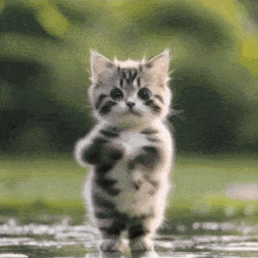 Cat Dance GIF