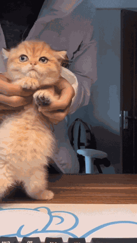 Cat Dancing Cat Dance GIF