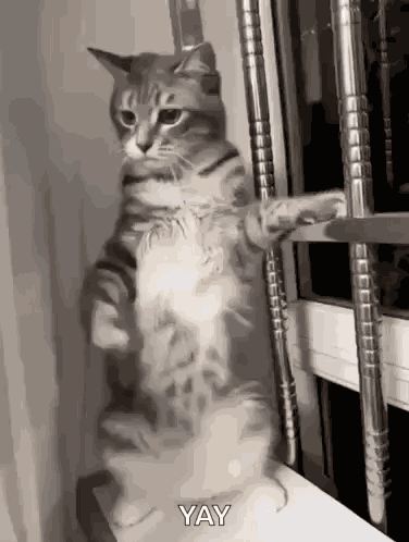 Cat Dancing Cat Shaking GIF