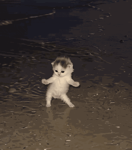 Cat Dancing Cat GIF