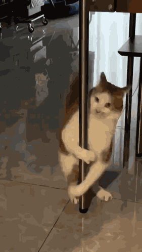 Cat Dancing GIF
