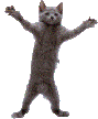 Cat Dancing Sticker