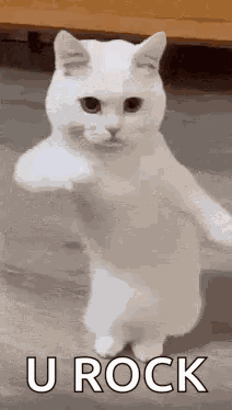 Cat Dancing To Party Rock Anthem GIF