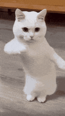 Cat Dancing To Party Rock Anthem GIF