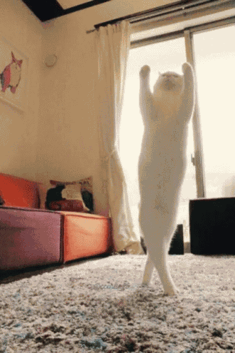 Cat Dancing GIF