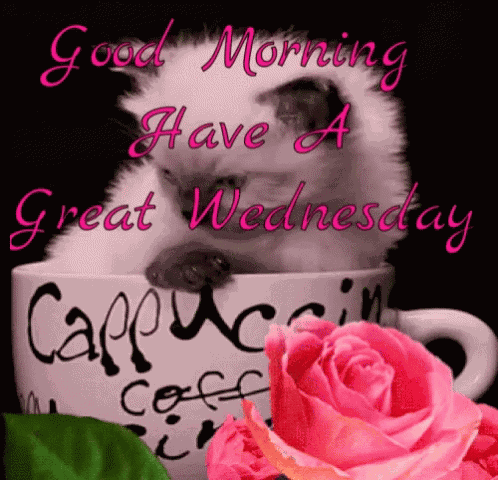 Cat Day Good Morning GIF
