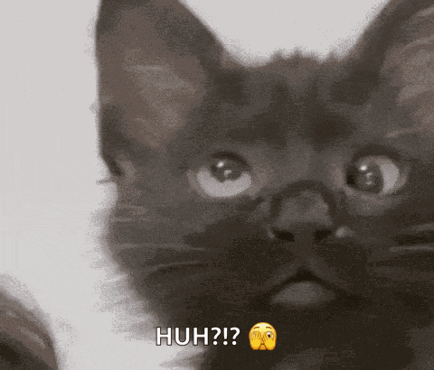 Cat Deaf GIF
