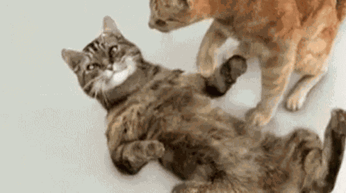 Cat Death GIF