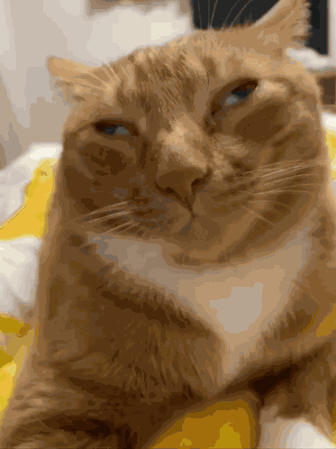 Cat Derpy GIF