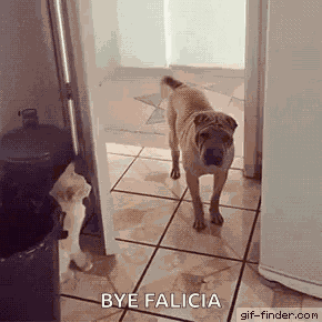 Cat Dog GIF