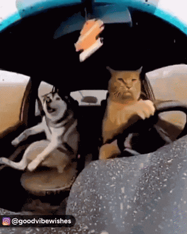 Cat Dog GIF