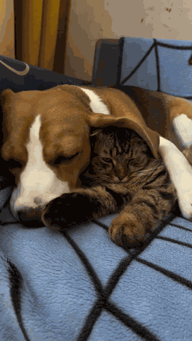 Cat Dog GIF