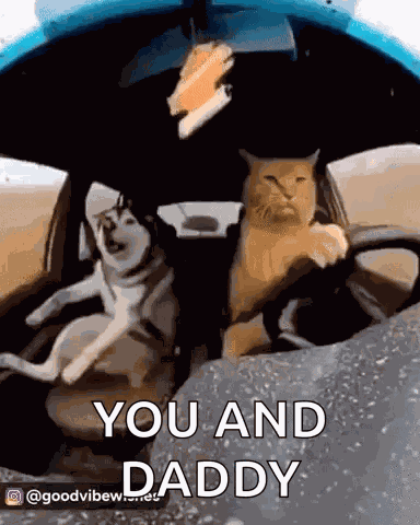 Cat Dog GIF