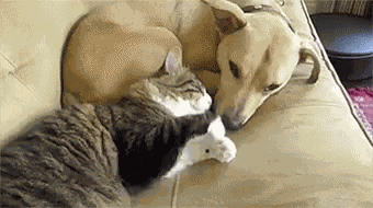 Cat Dog GIF