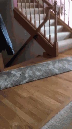 Cat Doggy GIF